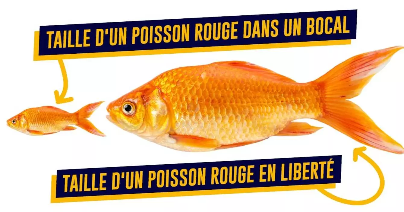 Comment On Dit Poisson En Anglais Q51nxLW6OjKq0M