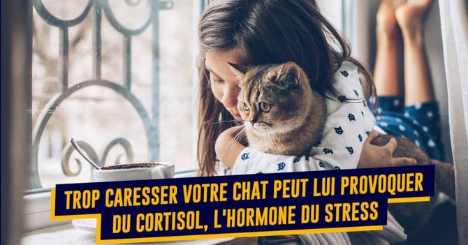 Top 14 Des Erreurs A Ne Pas Faire Avec Ton Chat Si Tu Veux Qu Il Aille Bien