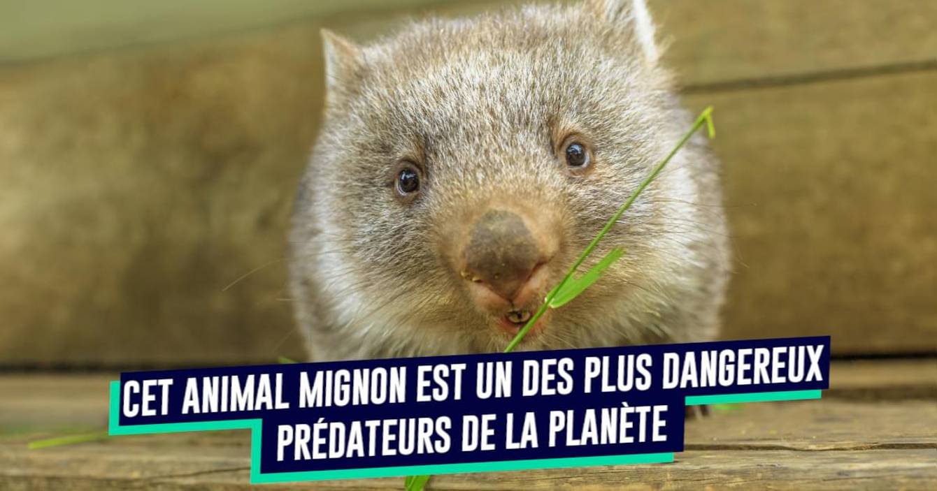 Les Animaux Les Plus Dangereux En Australie p9Ri6DD5AXr1vM