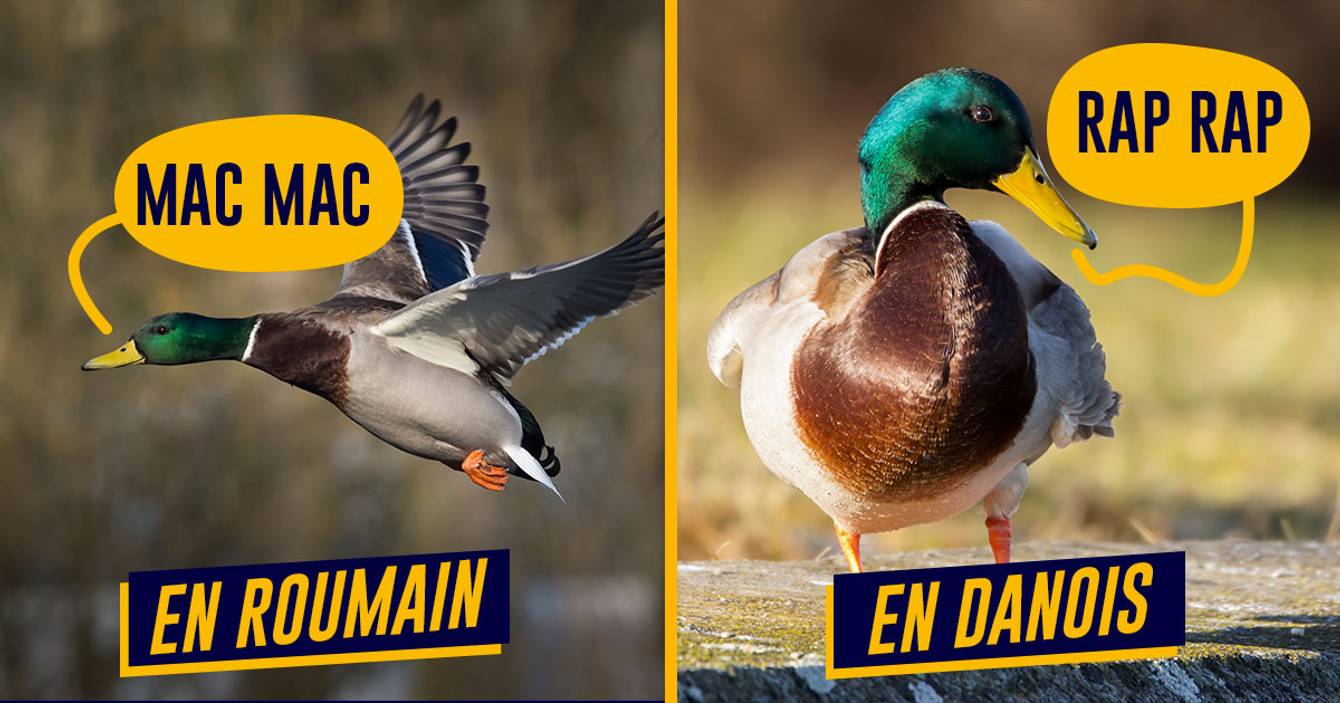 Comment On Dit Canard En Anglais jfs3zfR9dsk5gM