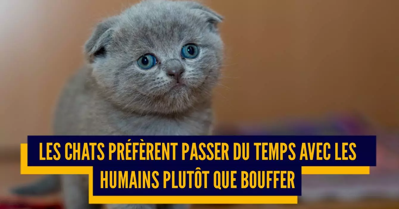 Quand Un Homme Vous Dit Je Te Kiffe Top 10 des preuves scientifiques que ton chat te kiffe, miaou, ça veut dire  « je t'aime »
